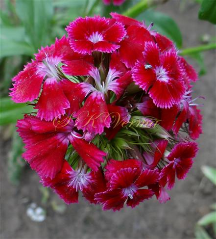   Inflorescence (Cymes clustered into capitulum)